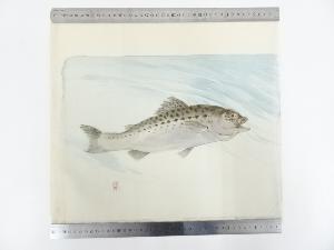 昭和期　香畝筆　魚　肉筆絹本めくり
